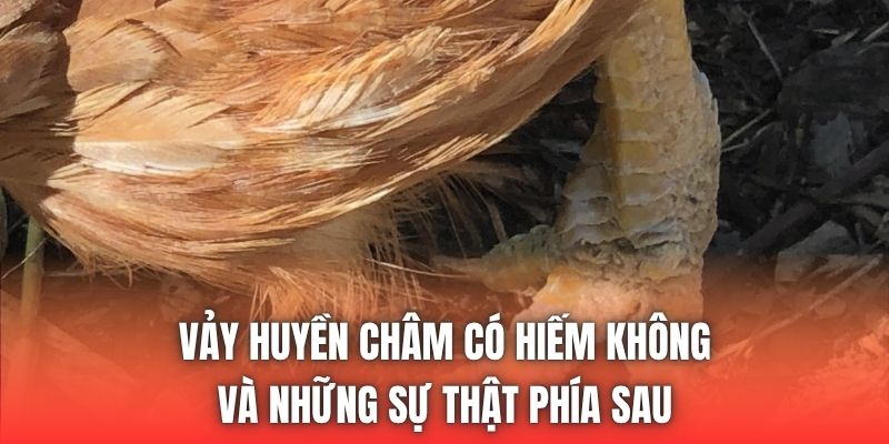 Vảy Huyền Châm Có Hiếm Không Và Những Sự Thật Phía Sau